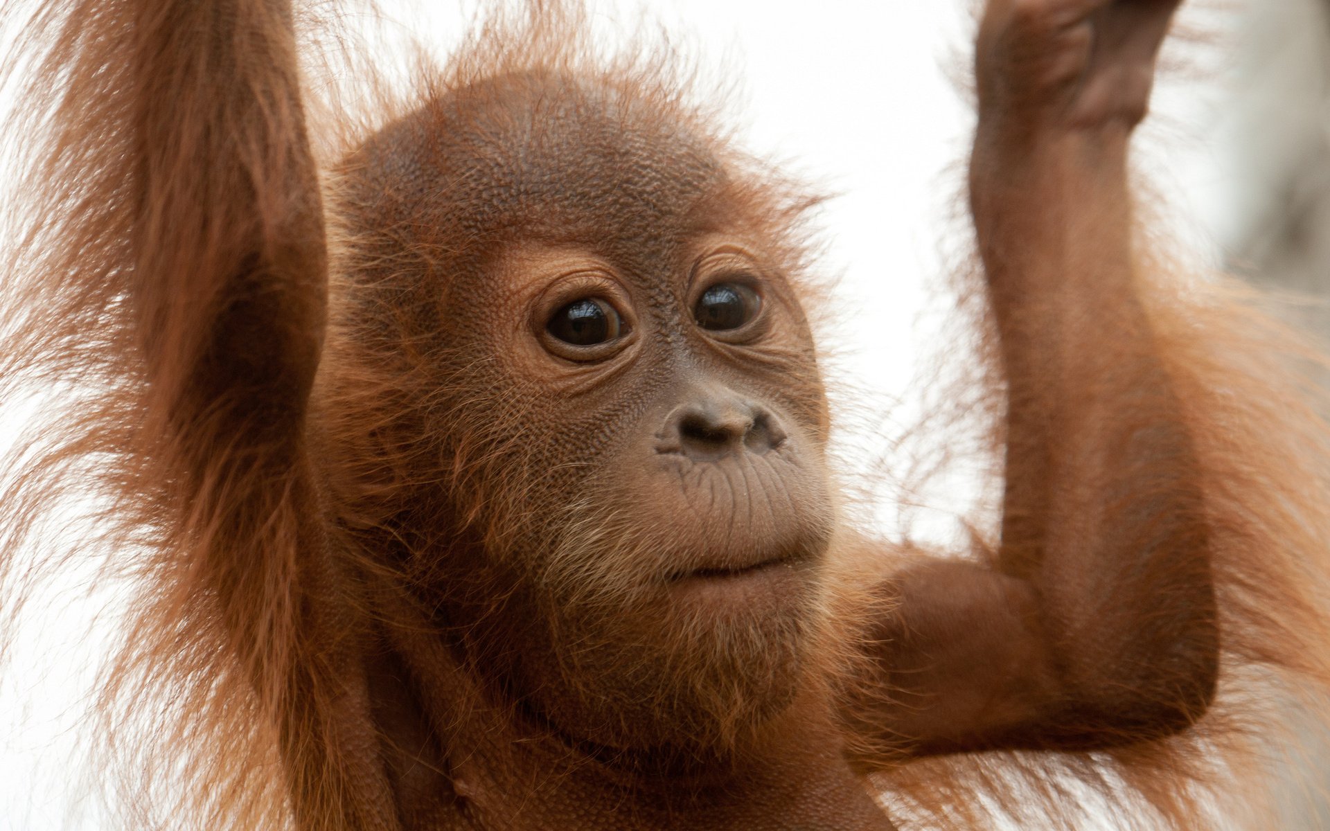 Orangutan HD Wallpaper | Background Image | 1920x1200 | ID:249787