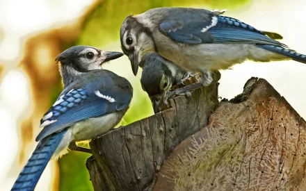 Animal blue jay HD Desktop Wallpaper | Background Image