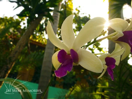 flower nature orchid HD Desktop Wallpaper | Background Image