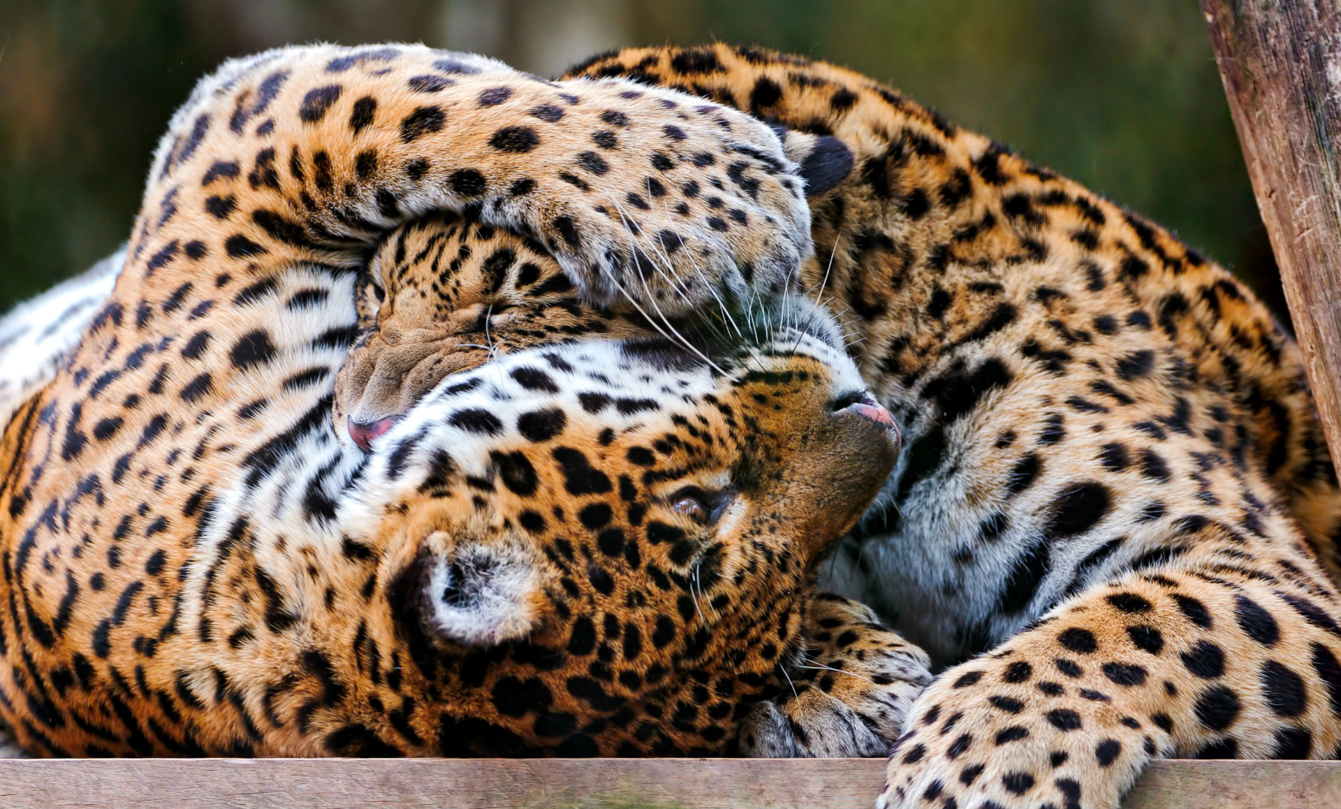 Animal Jaguar HD Wallpaper | Background Image