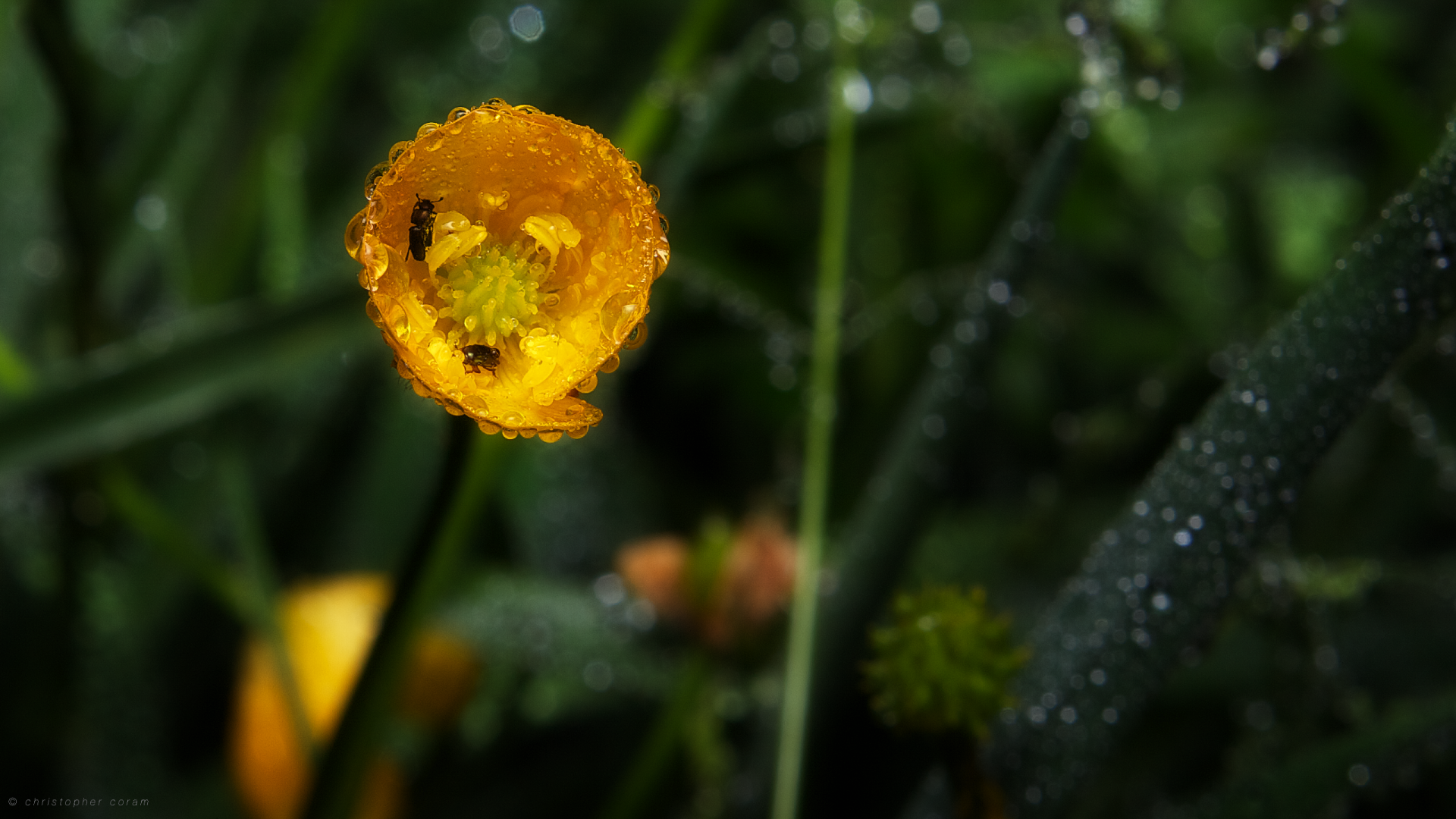A close-up macro photo of a yellow buttercup flower covered in dew with a small insect inside, set in a sunlit meadow, capturing rain droplets on surrounding greenery.