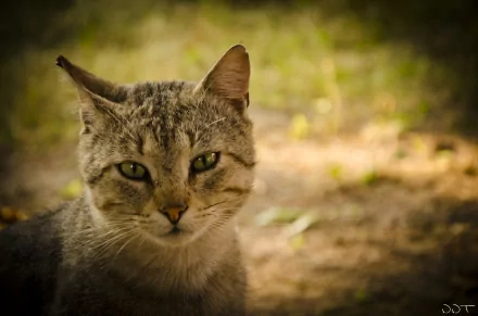 Thoughtful tabby cat close-up, striking eye and textured fur with soft bokeh — Animal, cat 4K Ultra HD PC desktop wallpaper and background.
