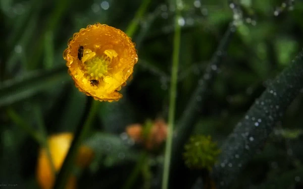 A close-up macro photo of a yellow buttercup flower covered in dew with a small insect inside, set in a sunlit meadow, capturing rain droplets on surrounding greenery.