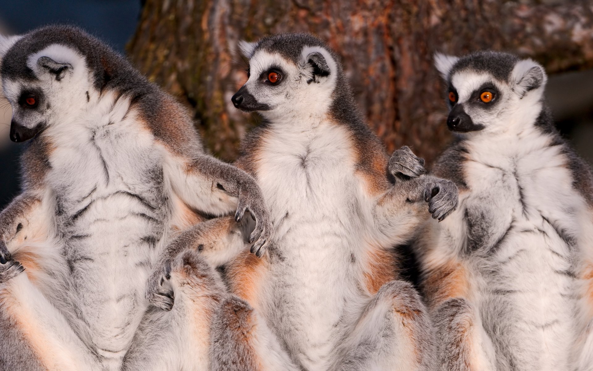 Download Animal Lemur HD Wallpaper