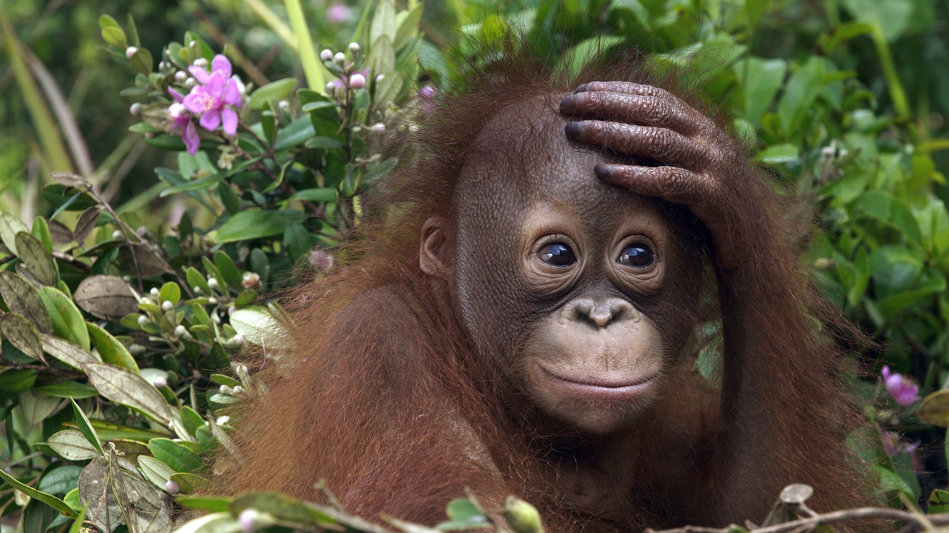  Orangutan  Full HD Wallpaper and Background Image 