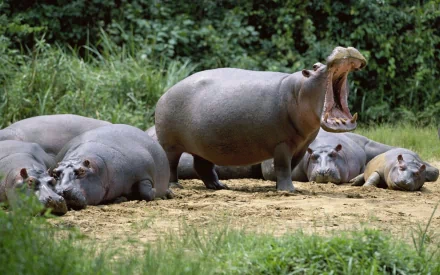 HD PC desktop wallpaper featuring a group of hippos resting on the ground with one hippo standing and yawning in a lush green setting.