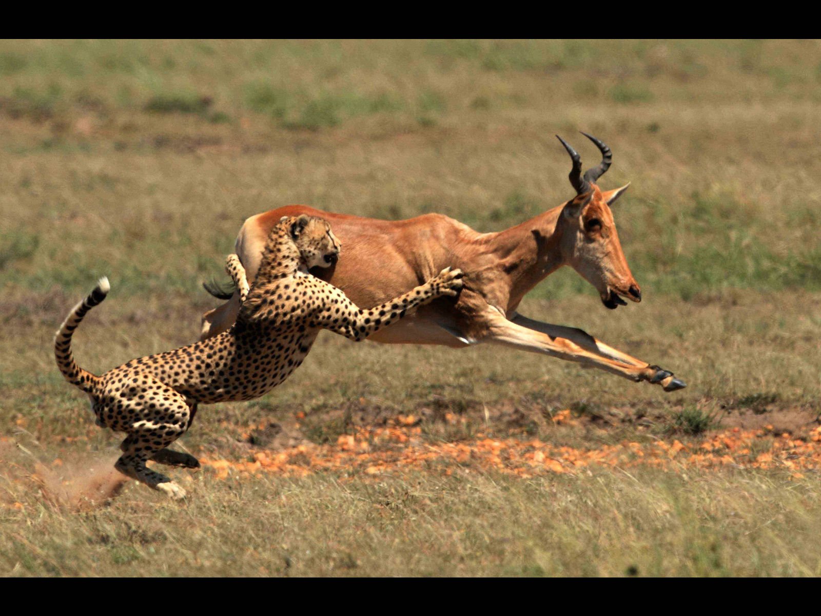 Dynamic Cheetah Chase - HD Wallpaper