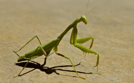 Animal praying mantis HD Desktop Wallpaper | Background Image