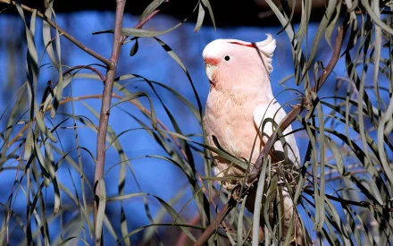 HD desktop wallpaper featuring a Major Mitchell's cockatoo perched among branches against a clear blue sky.