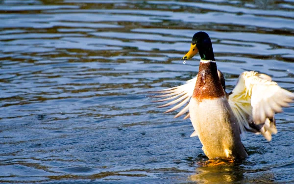 HD desktop wallpaper featuring a mallard duck with wings spread, standing in rippling water, showcasing vibrant natural colors and animal detail.