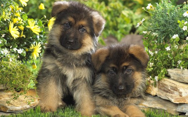 Animales Pastor alemán Perros Cachorro Perro Lindo Baby Animal Fondo de pantalla HD | Fondo de Escritorio