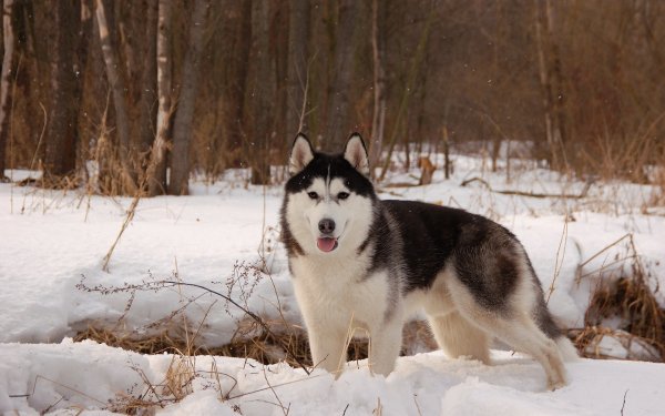 Animal Husky Dogs Snow Dog Winter HD Wallpaper | Background Image