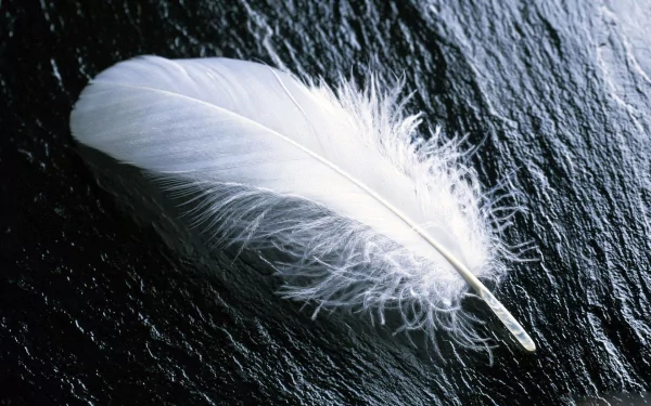 photography feather HD Desktop Wallpaper | Background Image
