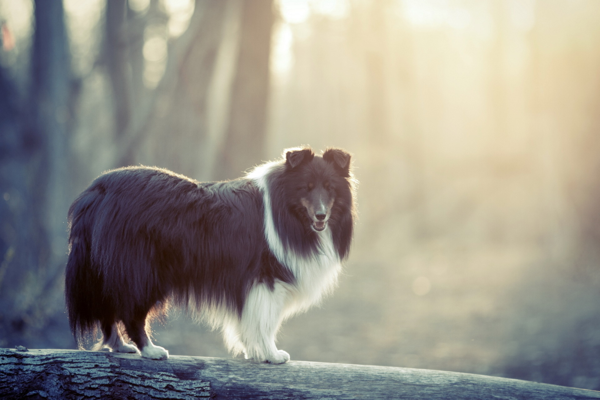 Animal Rough Collie HD Wallpaper | Background Image