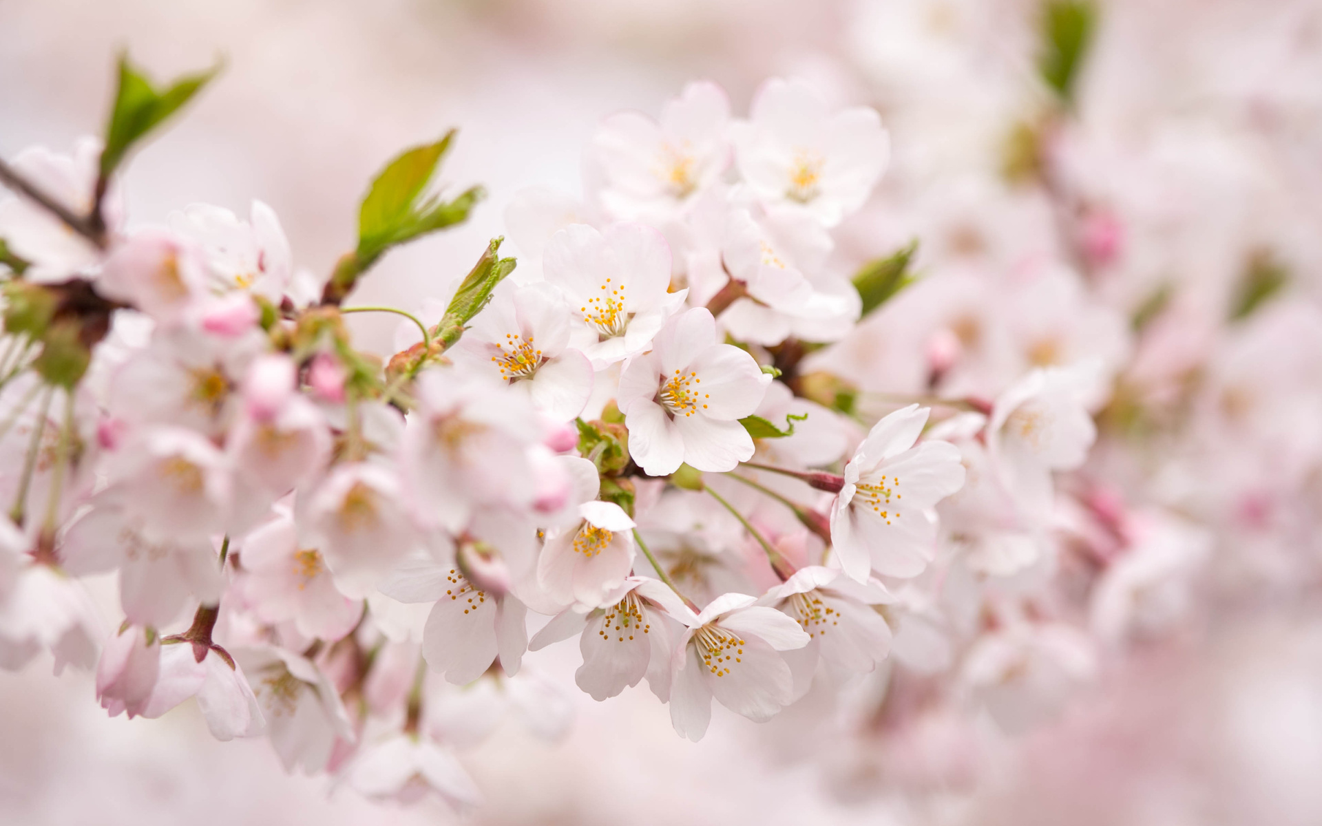 Nature Blossom HD Wallpaper