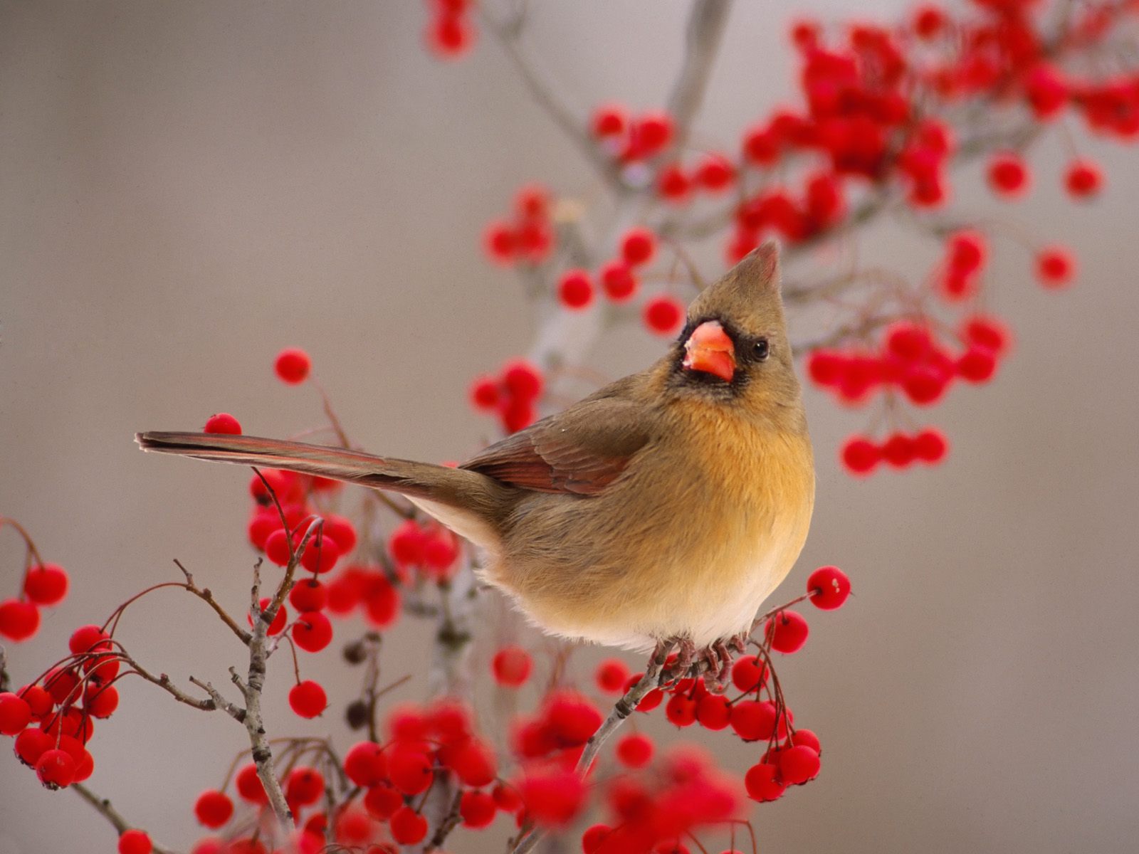 Female cardinal on berry bush