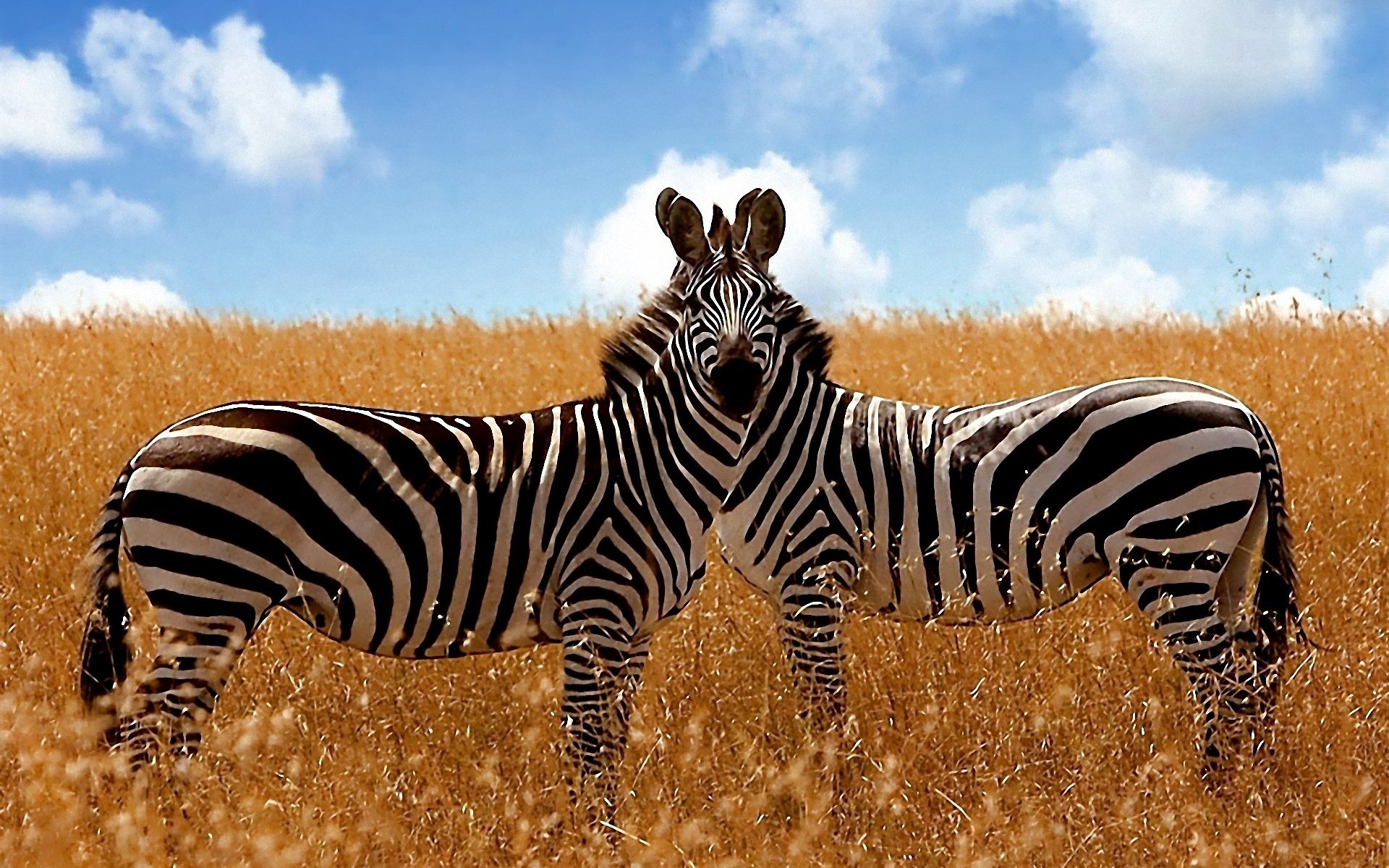 Zebra Full HD Wallpaper and Hintergrund | 1920x1200 | ID:263557