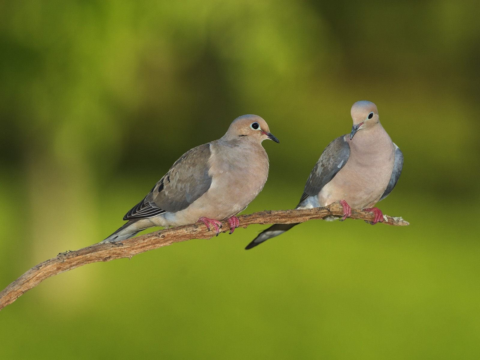 HD desktop wallpaper of two doves perched on a branch against a soft green background, highlighting the delicate beauty of these birds in natural light.
