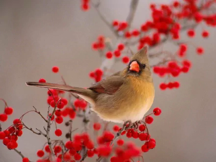 HD desktop wallpaper featuring a cardinal perched on a branch with vibrant red berries in the background.