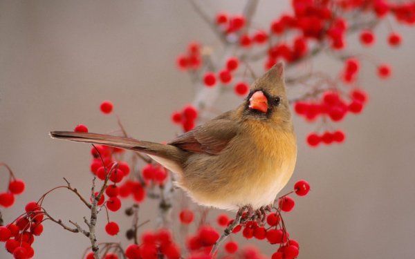 Animal Cardinal Birds Passerines HD Wallpaper | Background Image