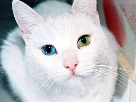 HD desktop wallpaper of a white cat with heterochromia, featuring one blue eye and one green eye.