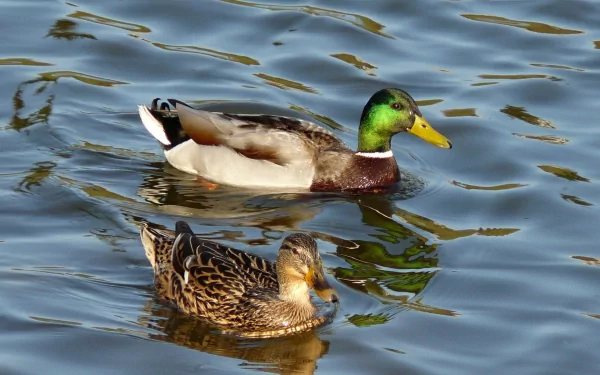 HD desktop wallpaper showing a pair of mallard ducks swimming calmly on rippling water, showcasing natural colors and reflections.