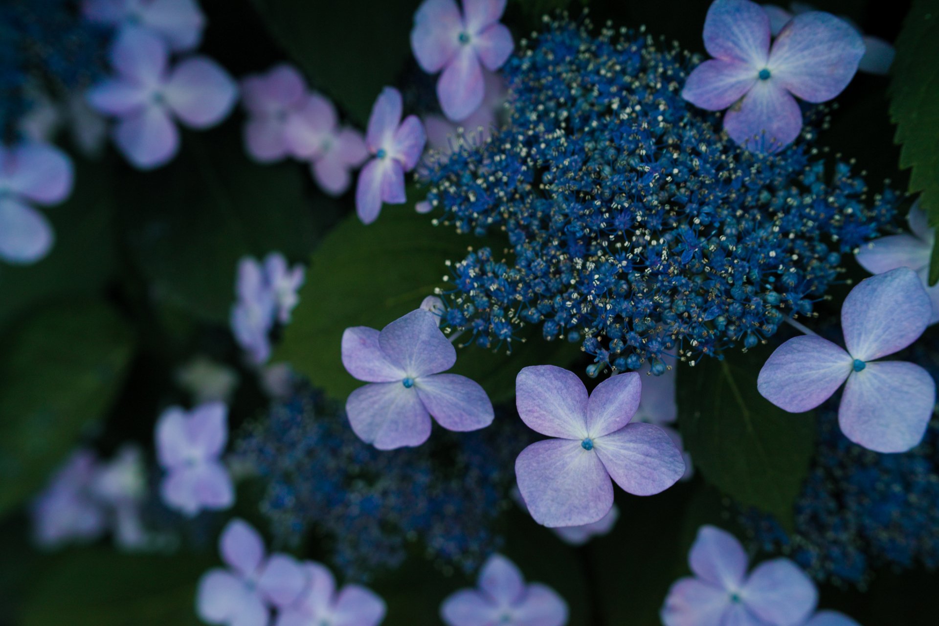 Download Hydrangea Nature Flower HD Wallpaper