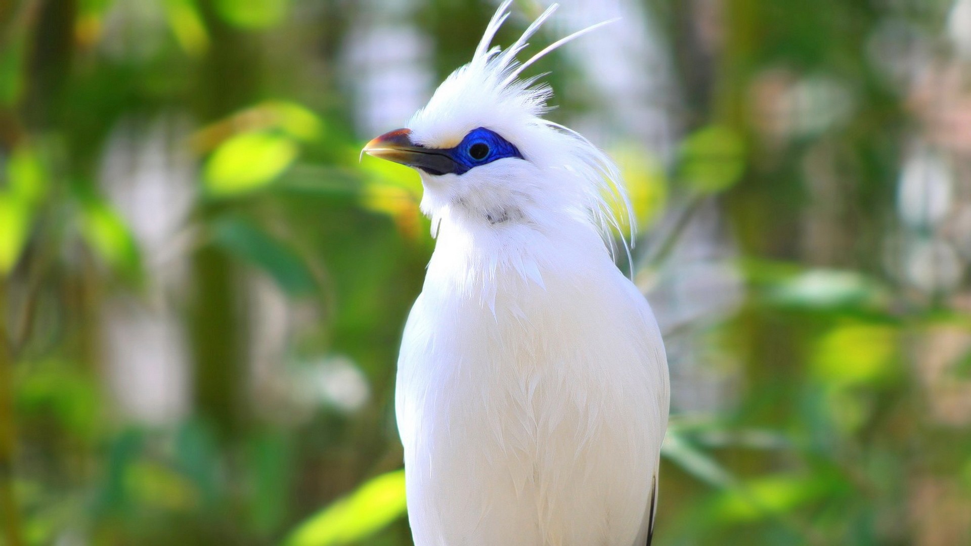 2 Bali Myna HD Wallpapers | Background Images - Wallpaper Abyss