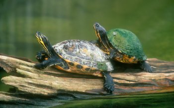 Turtle Full HD Wallpaper and Background Image | 2816x2112 | ID:104667