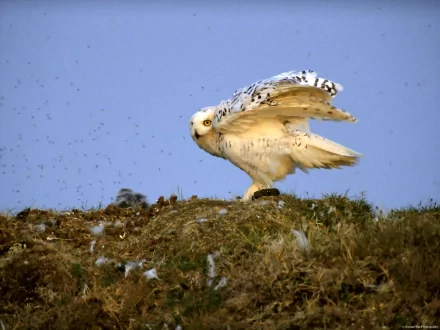 A snowy owl spreads its wings, perched on a grassy mound, framed by a clear blue sky. This stunning image serves as a captivating HD desktop wallpaper and background.