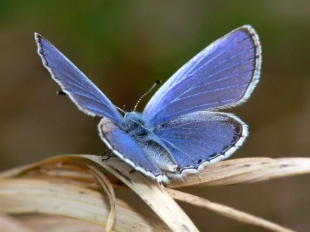 A stunning HD desktop wallpaper featuring a close-up of a vibrant blue butterfly resting on a dried plant stem. The intricate details of the butterfly's wings are shown against a softly blurred background.