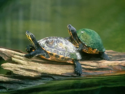 HD desktop wallpaper featuring two turtles basking on a log in a serene, greenish water background.