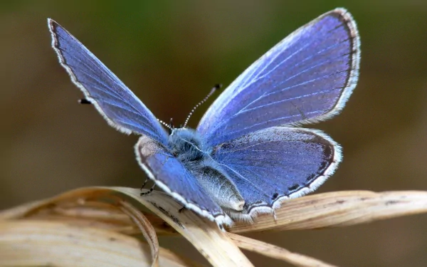 A stunning HD desktop wallpaper featuring a close-up of a vibrant blue butterfly resting on a dried plant stem. The intricate details of the butterfly's wings are shown against a softly blurred background.