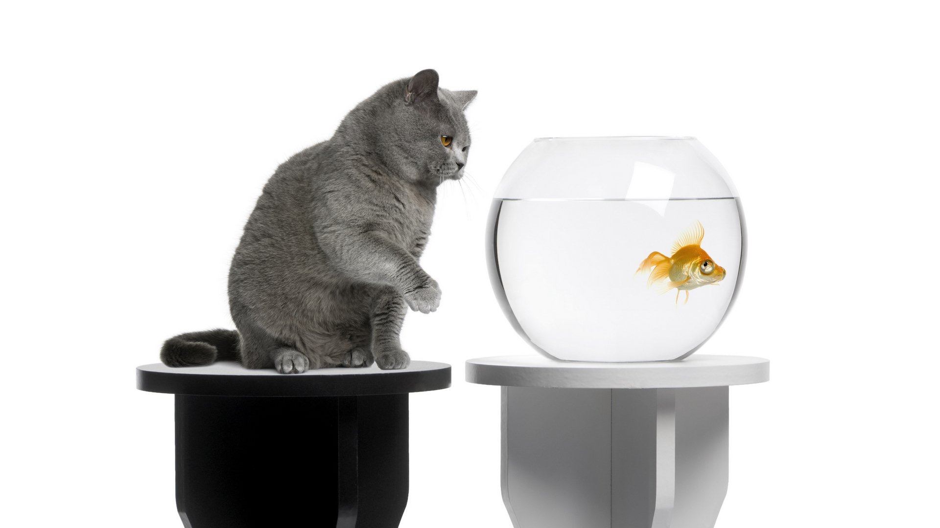 A curious gray cat gazes at a goldfish swimming in its bowl, creating a playful interaction. This HD PC desktop wallpaper features this charming animal scene.