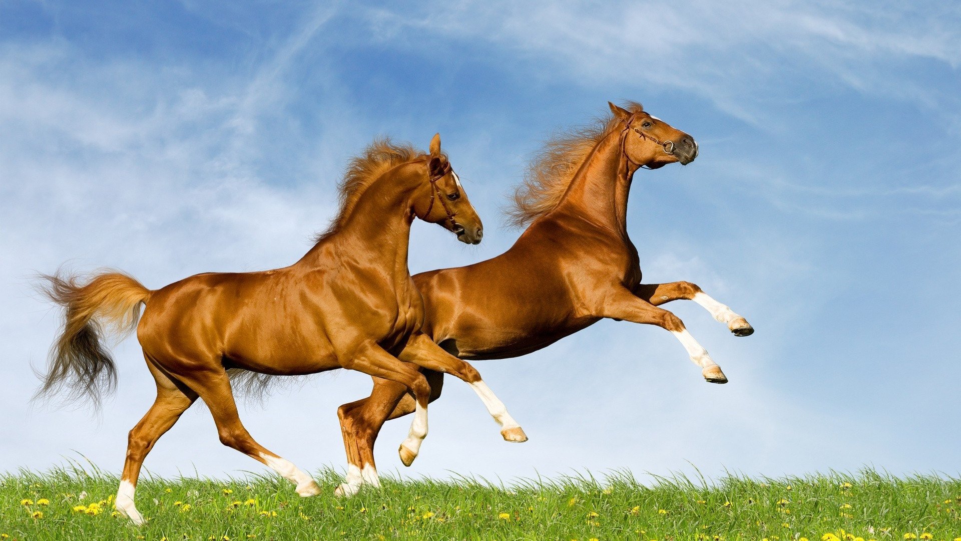 Two majestic horses gallop playfully across a vibrant green field under a clear blue sky, creating a lively and dynamic scene for a stunning HD desktop wallpaper.