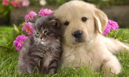 HD wallpaper showing a cute puppy and kitten, a dog and cat, lying together on grass with pink flowers in the background.