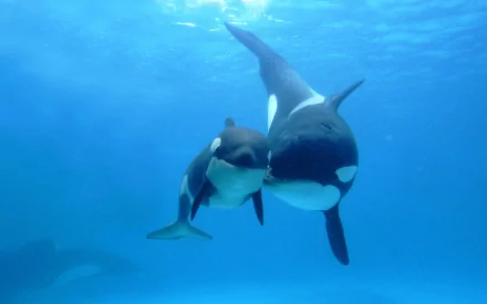 HD wallpaper of a baby killer whale swimming alongside an adult orca in a clear blue sea. The image captures the peaceful interaction of these sea creatures in their natural habitat.