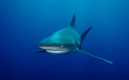 A striking HD desktop wallpaper featuring a bull shark swimming gracefully through deep blue waters, showcasing the beauty and power of this fascinating marine animal.