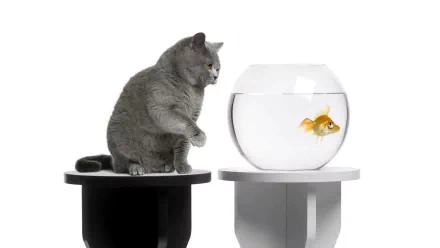 A curious gray cat gazes at a goldfish swimming in its bowl, creating a playful interaction. This HD PC desktop wallpaper features this charming animal scene.