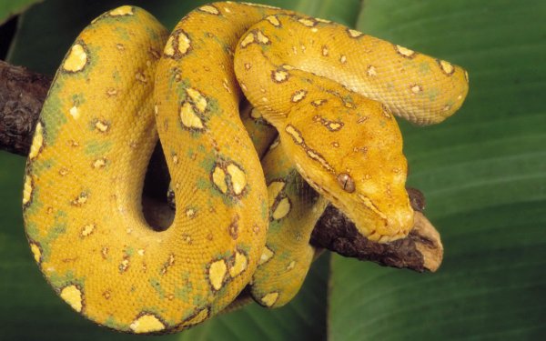 Animal Python Reptiles Snakes Snake Yellow Reptile HD Wallpaper | Background Image