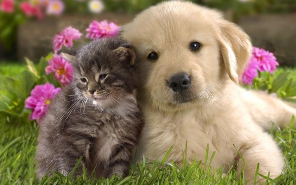 Animales Perro y gato Lindo Gato Perro Kitten Cachorro Pet Fondo de pantalla HD | Fondo de Escritorio