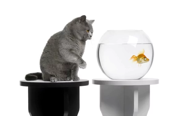 A curious gray cat gazes at a goldfish swimming in its bowl, creating a playful interaction. This HD PC desktop wallpaper features this charming animal scene.
