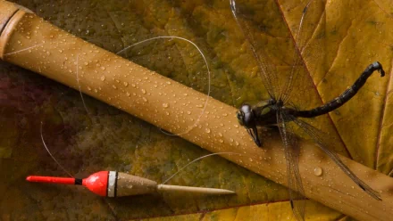 HD desktop wallpaper depicting fishing gear with a rod, float, and a dragonfly resting on a leaf, highlighting the sport of fishing.