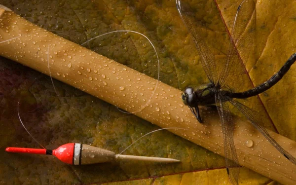 fishing Sports HD Desktop Wallpaper | Background Image