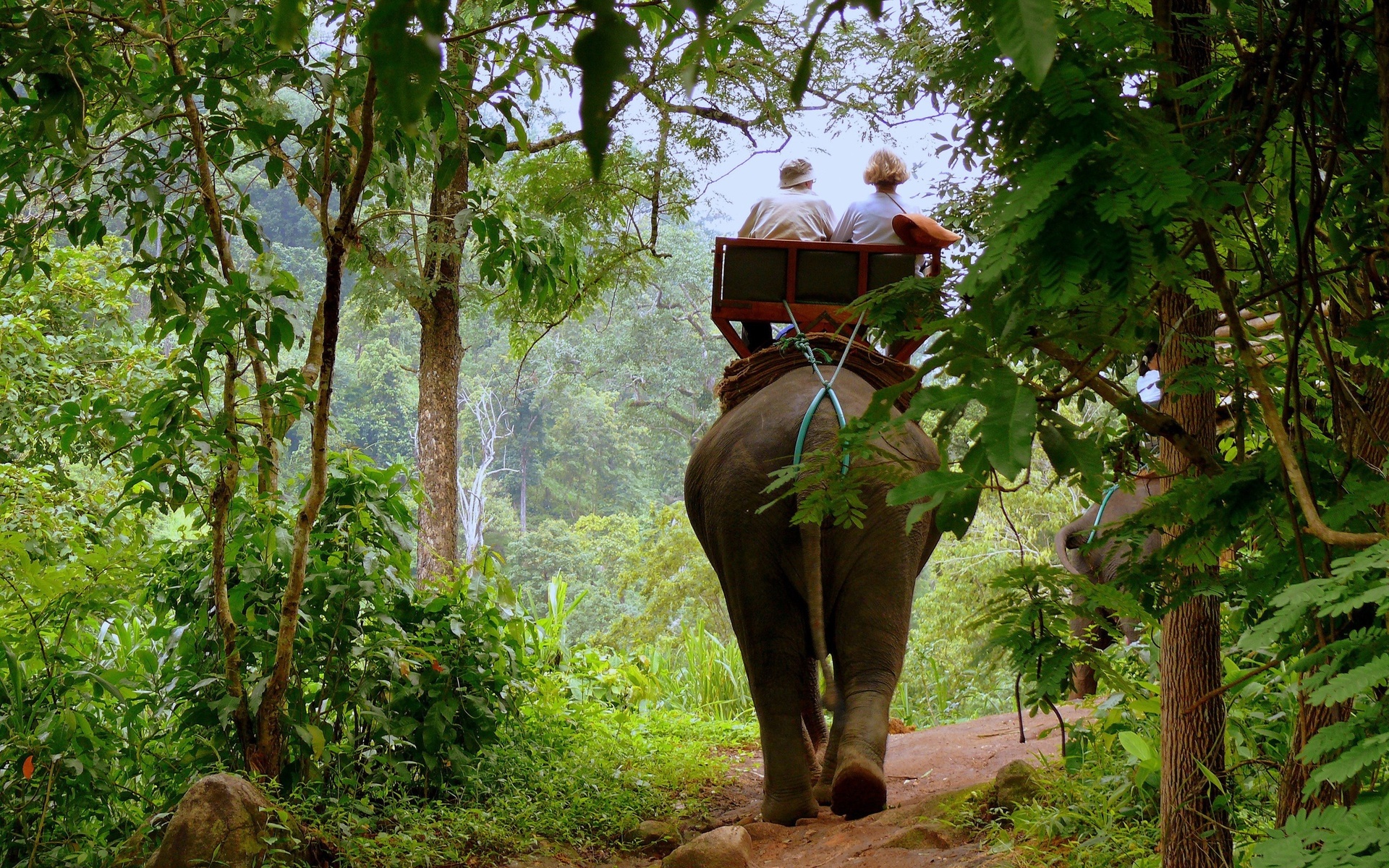 Animal Asian Elephant HD Wallpaper | Background Image