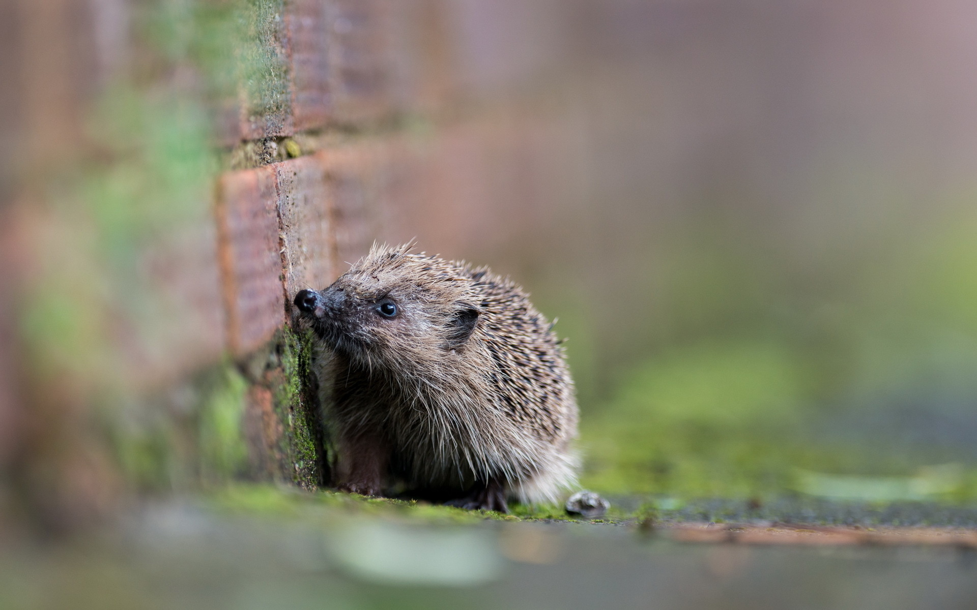 Animal Hedgehog HD Wallpaper | Background Image