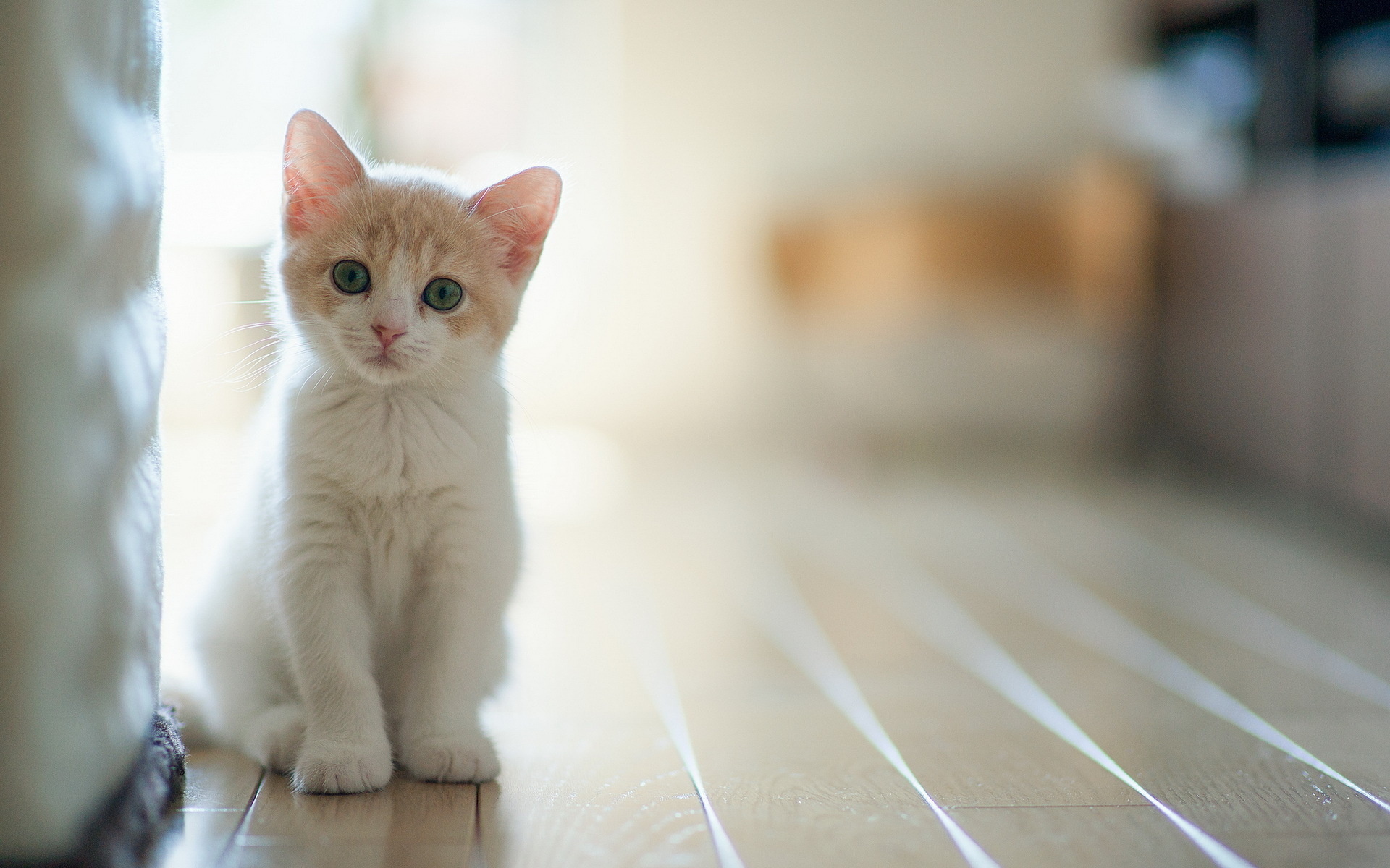 Cat Full HD Wallpaper and Background | 1920x1200 | ID:273207