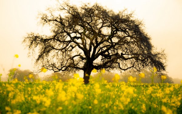 Nature Tree Trees HD Wallpaper | Background Image