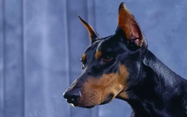 HD PC desktop wallpaper featuring a close-up of a Doberman Pinscher dog against a muted blue background.