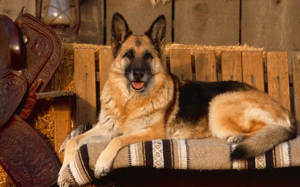 Animal german shepherd HD Desktop Wallpaper | Background Image